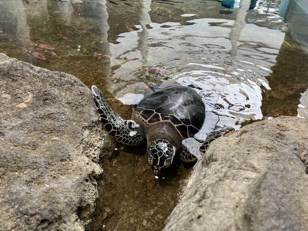 奄美海洋展示館のカメ