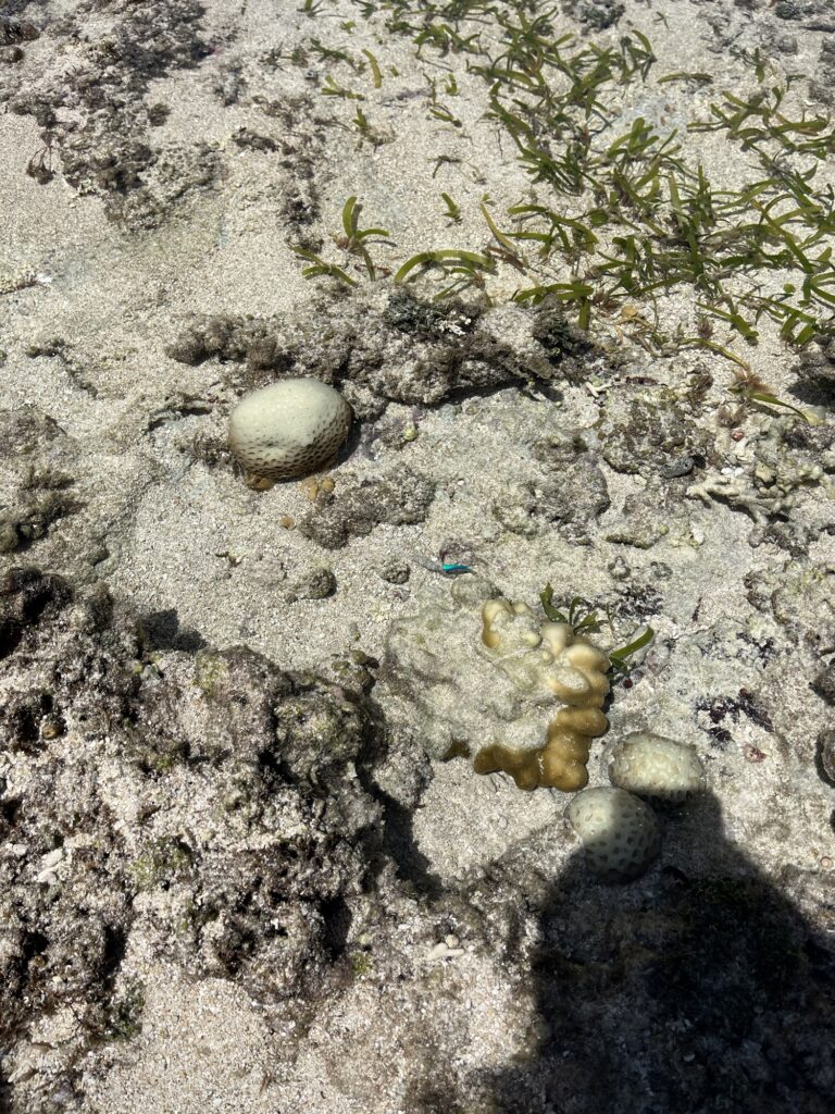 潮だまりで魚を探す